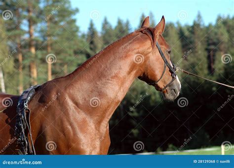 Chestnut Horse Wearing Lunging Equipment Royalty Free Stock Photos ...