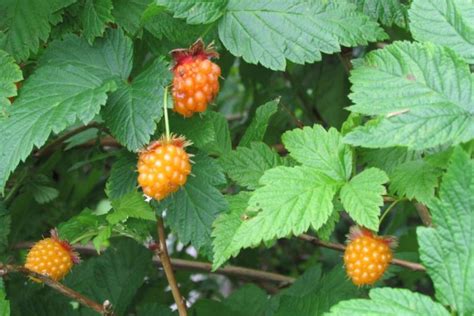 How to Grow Salmonberries (Rubus spectabilis)