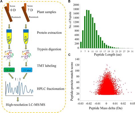 Frontiers | Comparative Proteomic Analysis of the Graft Unions in Hickory (Carya cathayensis ...