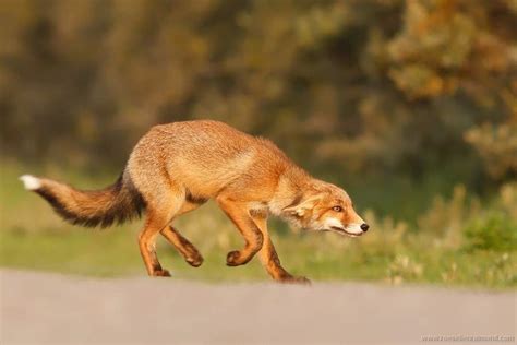 Red Fox Behavior | Wiki | Foxes Amino