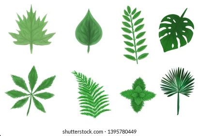 8 Different Types Leaves Stock Illustration 1395780449 | Shutterstock