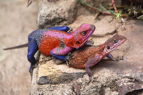 East African Rainbow Agama Mating Photograph by Carole-Anne Fooks | Pixels