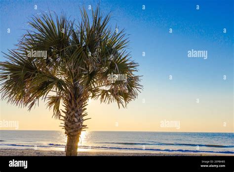 Palmetto tree at sunrise on the Atlantic Ocean coast in Myrtle Beach, South Carolina Stock Photo ...