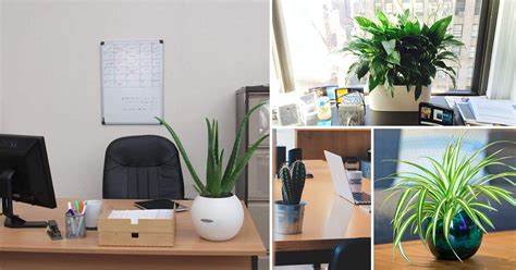 15 Best Office Desk Plants That Don't Need Space | Best office plants, Desk plants, Office ...