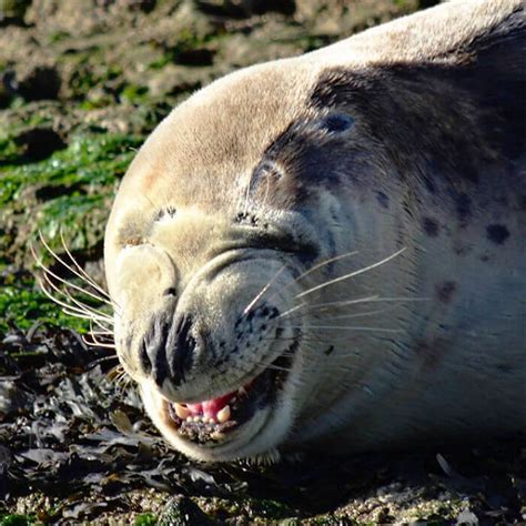 18 Of The Funniest Seal Laughing Images On The Internet!