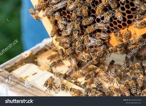 Look Inside Healthy Bee Hive Stock Photo 2195151793 | Shutterstock