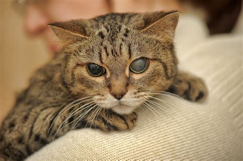 Blind Quiet Eye in Cats - Symptoms, Causes, Diagnosis, Treatment ...