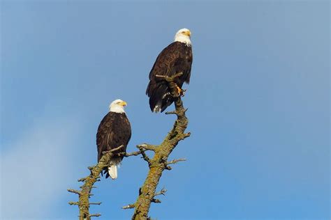 Bald eagles in Pennsylvania: You might be surprised by the facts - pennlive.com