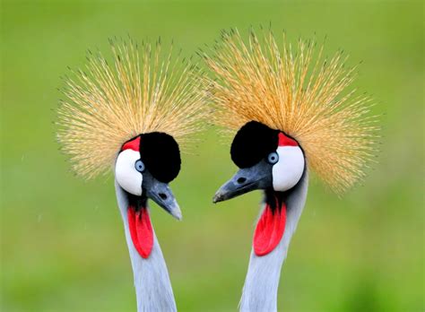 Flights of fancy: the most colorful and exotic birds on the planet