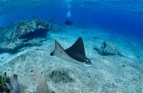 Scuba Diving- Turks and Caicos - Salterra