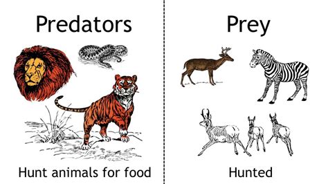 Adaptations Of Predators And Prey | Ecology & Environment | Biology ...