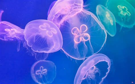 Conoce 8 asombrosas medusas que te encantarán – Acuario Michin Puebla