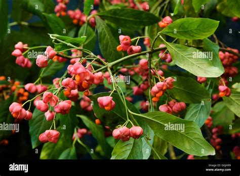 Euonymus berries hi-res stock photography and images - Alamy