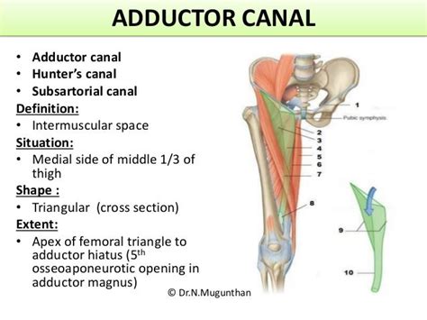 Adductor Canal Block Anatomy