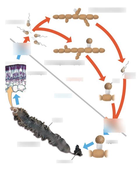 Phaeophyte Laminaria life cycle Diagram | Quizlet