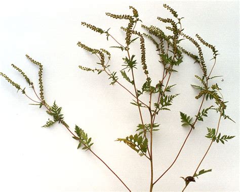 Ragweed Identification