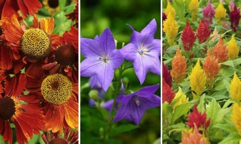 25 Fall Flowers and Plants for an Autumn Garden