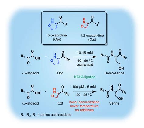 Rapid chemical synthesis of proteins by a new amino acid partner