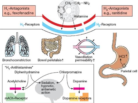 Antihistamine agents. Immunopharmacology - презентация онлайн