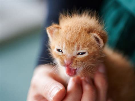 Newborn Kitten Care Guide: Questions and Answers | UK Pets