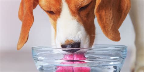 Diy Electrolytes For Dogs - Do It Your Self