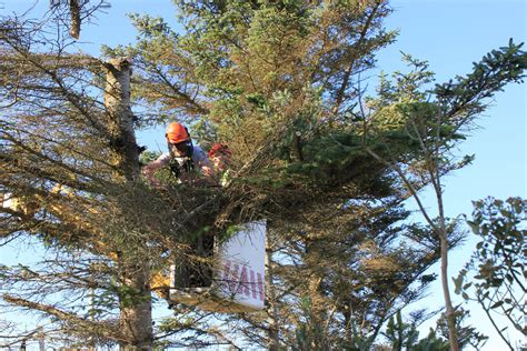 tree cutting safety tips Archives - Security Specialists