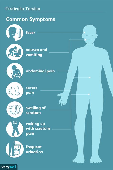 Testicular Torsion: Symptoms, Causes, Diagnosis, and Treatment