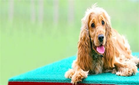 Methods To Train English Cocker Spaniel- Strategies And Techniques For ...