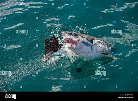 South Africa, False Bay, Shark cage diving, Great White Shark ...