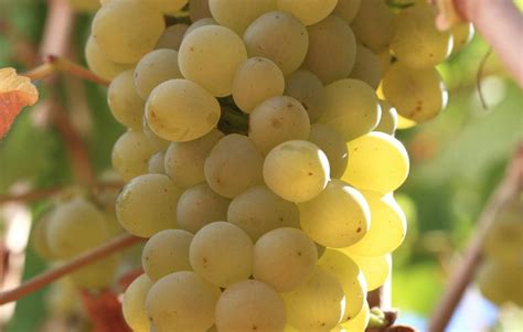 Chenin Blanc - Grapes - South Africa