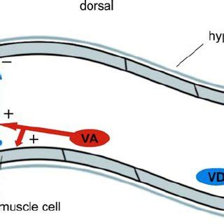 Reciprocal inhibition of locomotory muscles. Representation of the... | Download Scientific Diagram