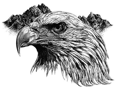 17 best Pen and ink drawings images on Pinterest | Bald eagle, Eagles and Bald eagles