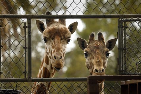 Quiet times for the animals at the Oakland Zoo - Los Angeles Times