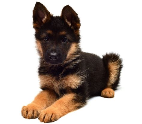 Dwarfism in German Shepherds: In-Depth Information and Facts