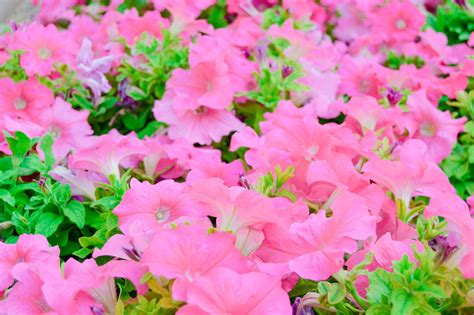 Beautiful pink flowers in garden Free Photo Download | FreeImages