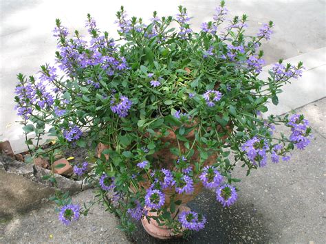 Scaevola aemula 'Blue Wonder' / Scaevola aemula ' ... Plant Guide, Humus, During The Summer ...