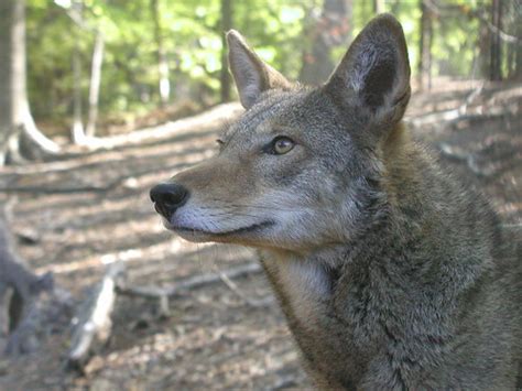 Captive red Wolf at Virginia Living Museum | USFWS, 2006 | Red Wolf | Flickr