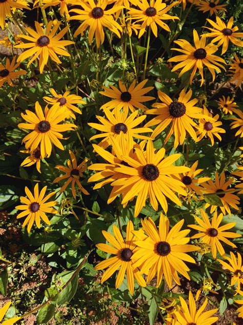 How to Grow Black-Eyed Susans from Seed • Gardenary