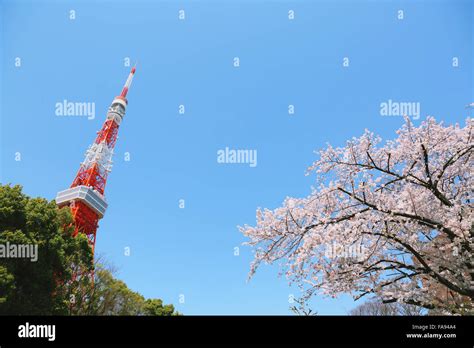 Cherry blossoms in full bloom and Tokyo Tower Stock Photo - Alamy