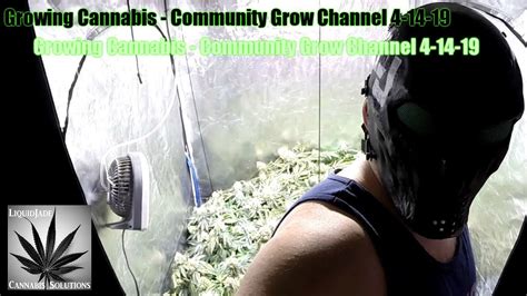 Growing Cannabis - Community Grow Channel 4-14-19 - YouTube