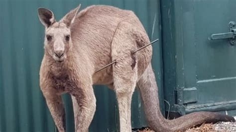 Kangaroo suffers horrific injuries after being shot by 'sick and cruel' yobs - World News ...