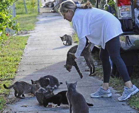 feeding stray cats illegal - Chanda Arce