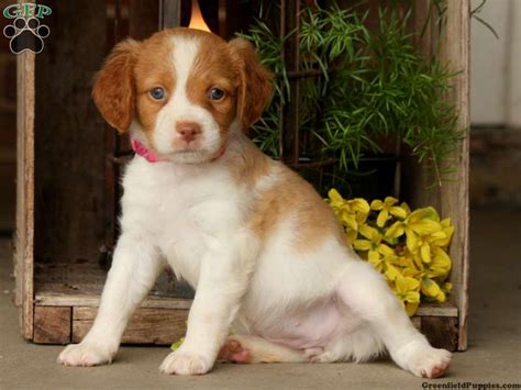 Brittany Spaniel Puppies for Sale | Greenfield Puppies