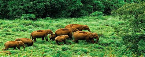 Gavi Eco Tourism, Gavi Eco Ecotourism Destination Kerala, Eco ...