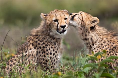 Planning your dream Tanzanian safari can be a daunting prospect. Our ...