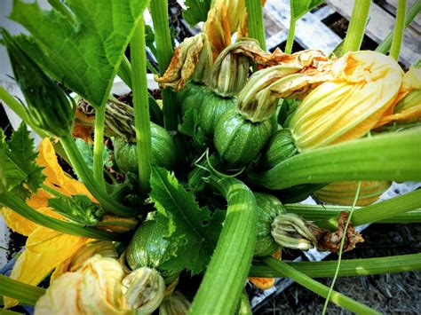 Round Zucchini - Morgan County Seeds