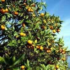 Meiwa Kumquat For Sale at Ty Ty Nursery