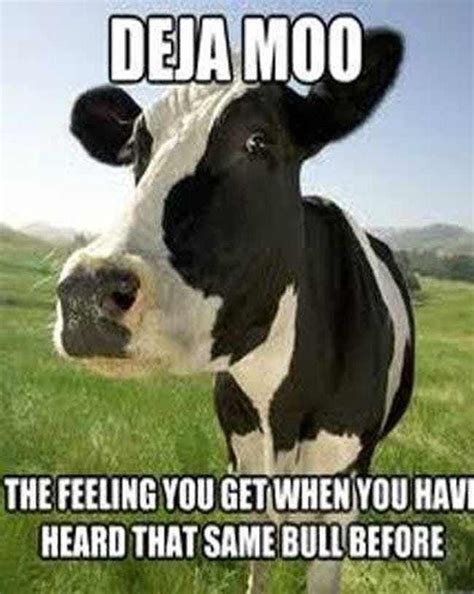 Funny Cow Pics With Quotes - ShortQuotes.cc