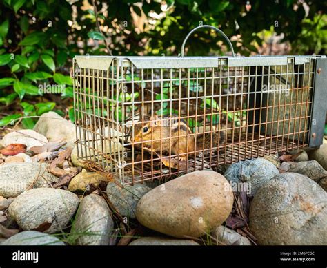 Chipmunk in live humane trap. Pest and rodent removal cage. Catch and ...