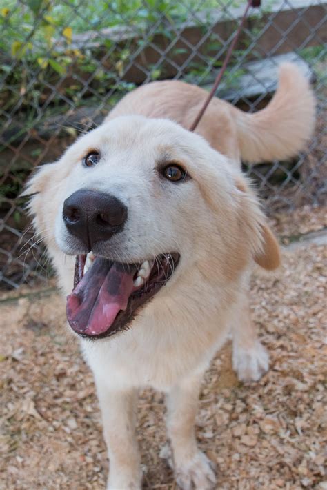 Golden Pyrenees dog for Adoption in Spring, TX. ADN-611692 on PuppyFinder.com Gender: Male. Age ...